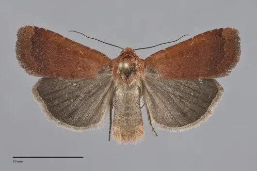 Abagrotis brunneipennis