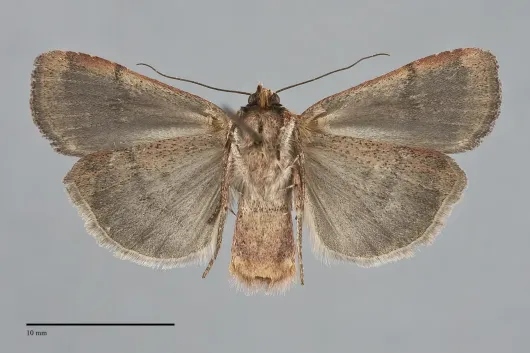 Abagrotis brunneipennis