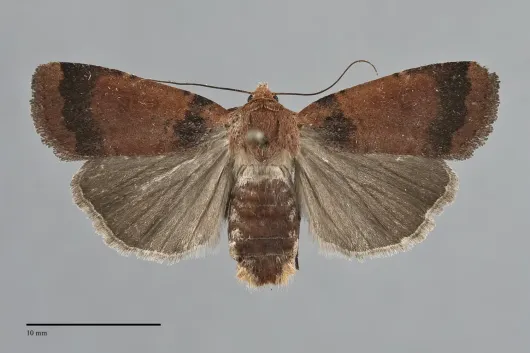 Abagrotis brunneipennis