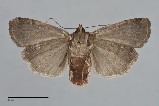 Abagrotis brunneipennis