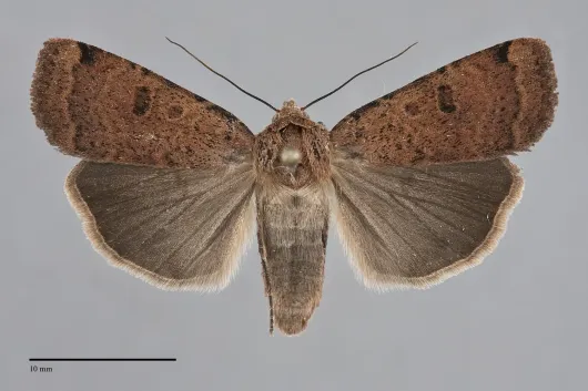 Abagrotis cupida