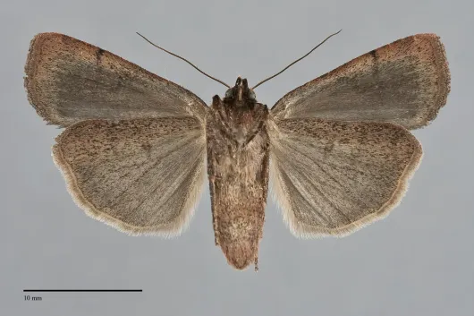 Abagrotis cupida