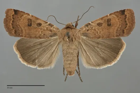 Abagrotis cupida
