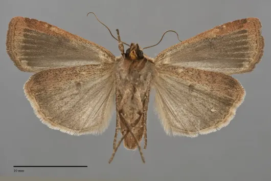 Abagrotis cupida