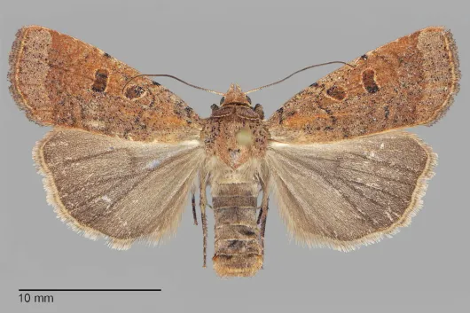 Abagrotis dickeli
