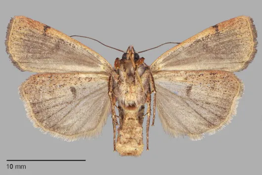 Abagrotis dickeli