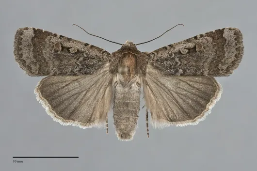 Abagrotis discoidalis