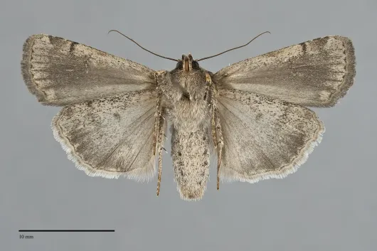 Abagrotis discoidalis