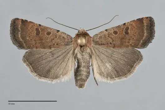 Abagrotis dodi