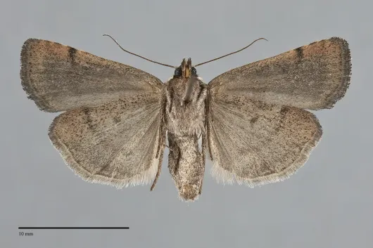 Abagrotis dodi