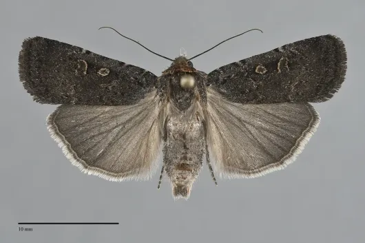 Abagrotis duanca