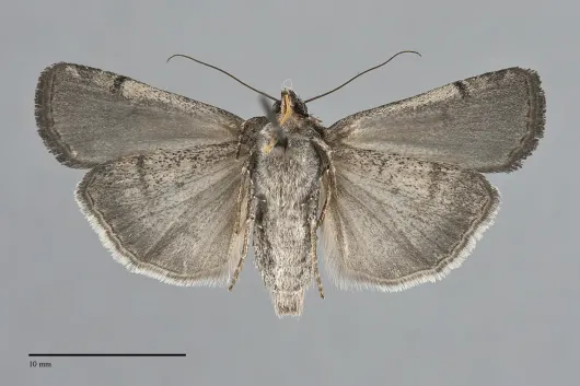 Abagrotis duanca