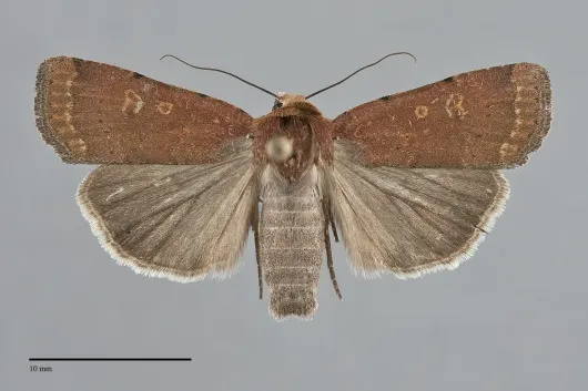 Abagrotis duanca