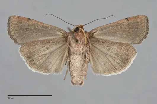 Abagrotis duanca