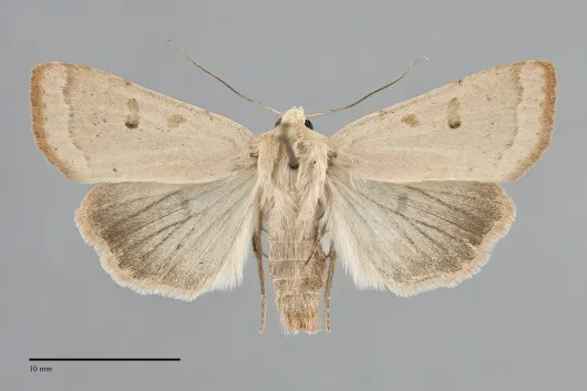 Abagrotis erratica