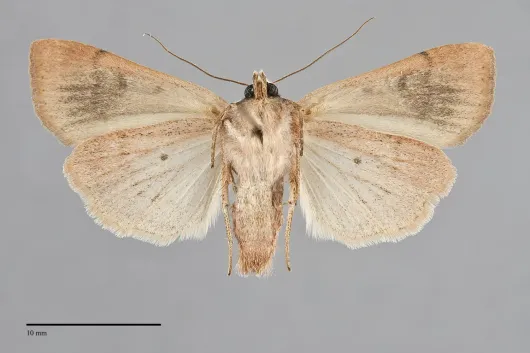 Abagrotis erratica