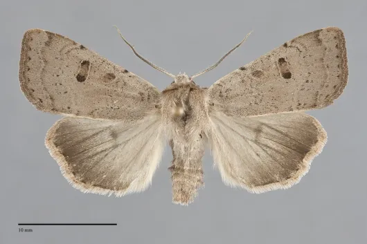Abagrotis erratica