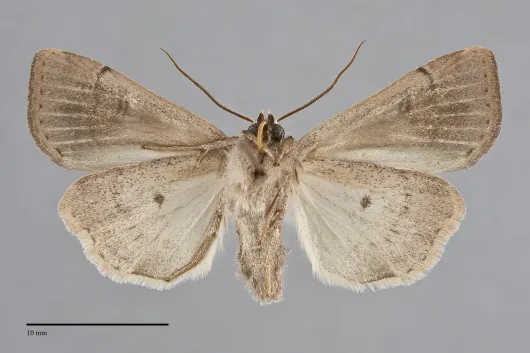 Abagrotis erratica