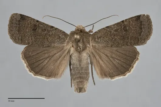 Abagrotis forbesi