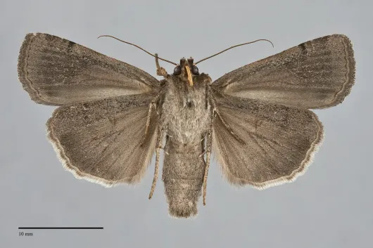 Abagrotis forbesi