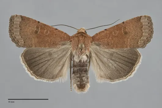 Abagrotis forbesi