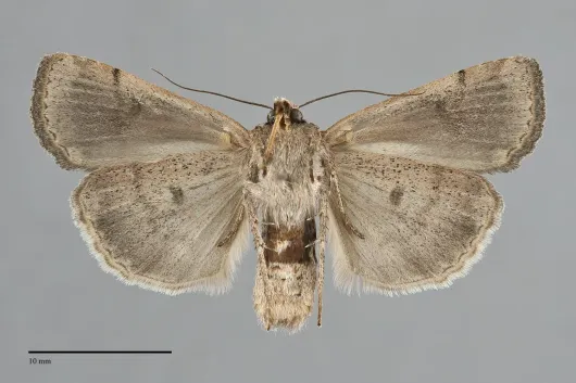 Abagrotis forbesi