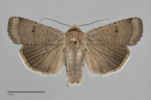 Abagrotis forbesi