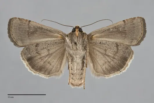 Abagrotis forbesi