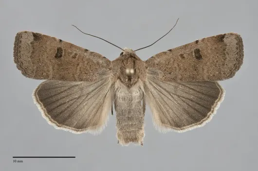 Abagrotis forbesi