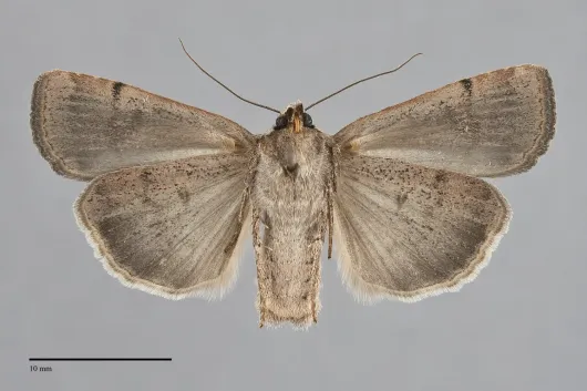 Abagrotis forbesi