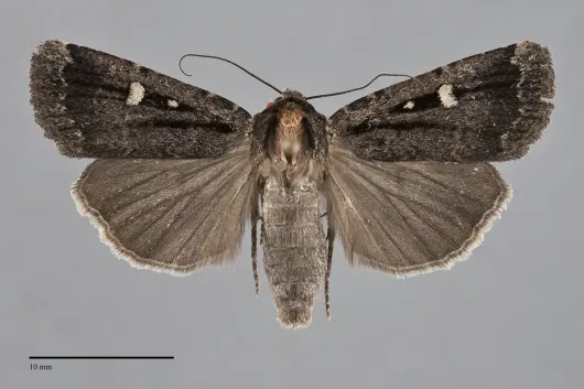 Abagrotis glenni
