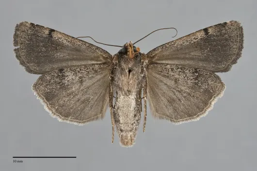 Abagrotis glenni