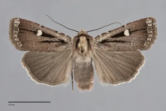 Abagrotis glenni