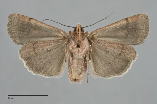 Abagrotis glenni