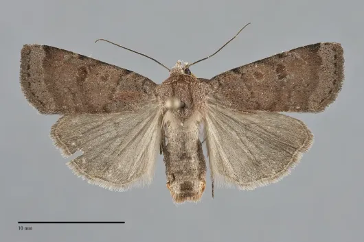 Abagrotis hermina