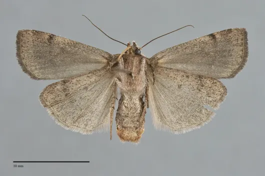 Abagrotis hermina