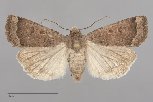 Abagrotis hermina