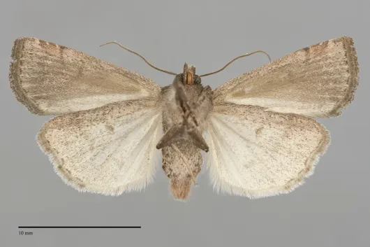 Abagrotis hermina