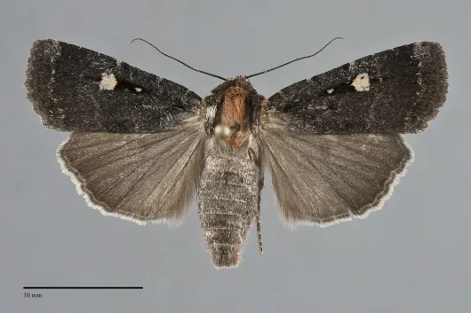 Abagrotis mirabilis