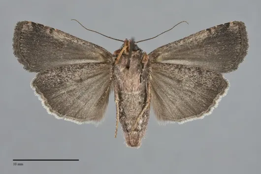 Abagrotis mirabilis