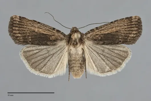 Abagrotis nanalis