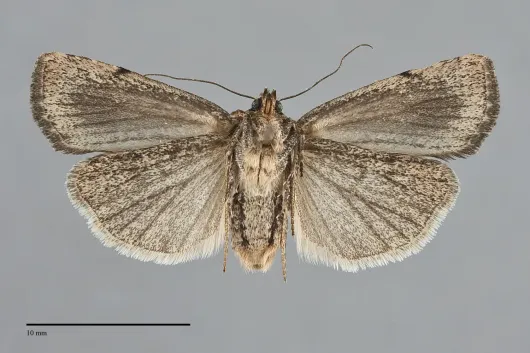 Abagrotis nanalis