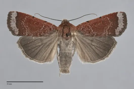 Abagrotis nefascia