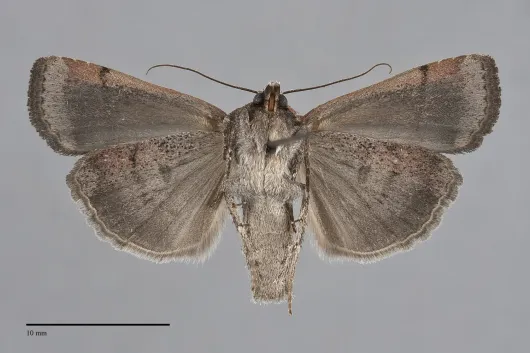 Abagrotis nefascia