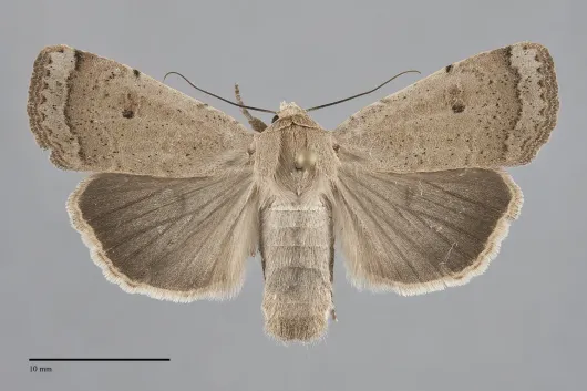 Abagrotis orbis