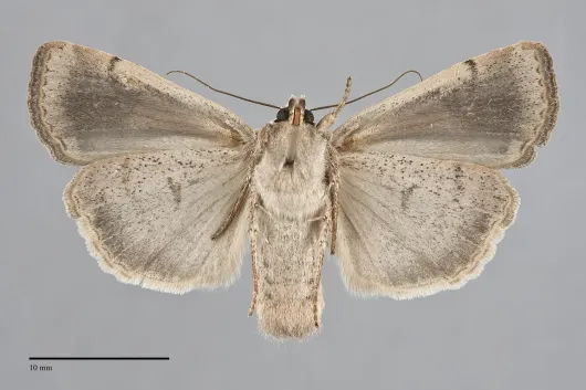 Abagrotis orbis