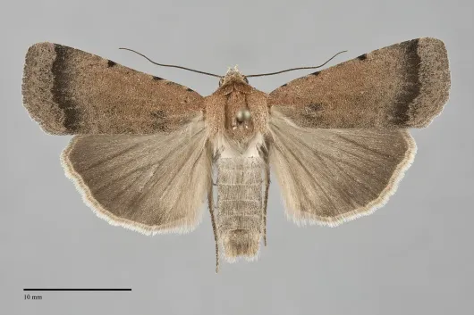 Abagrotis petalama