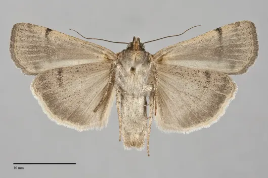 Abagrotis petalama
