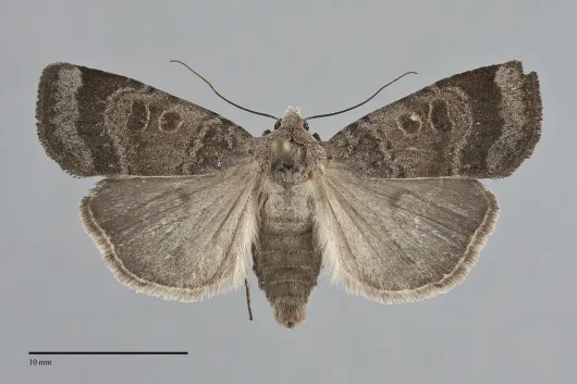 Abagrotis placida