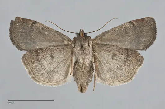 Abagrotis placida